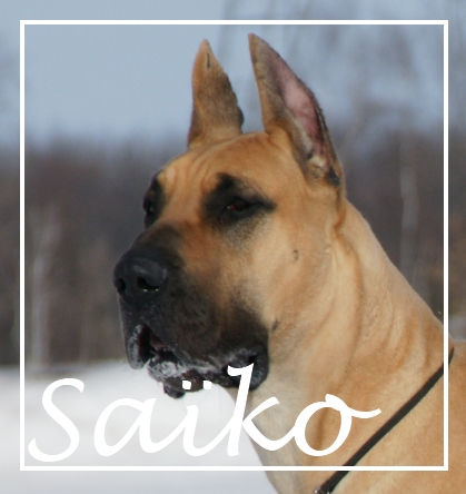 Sako